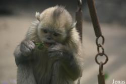 Beijing Zoological Gardens