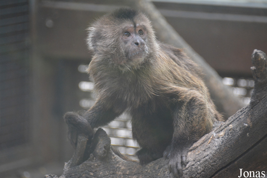 Beijing Zoological Gardens