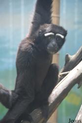 Beijing Zoological Gardens