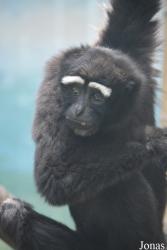Beijing Zoological Gardens