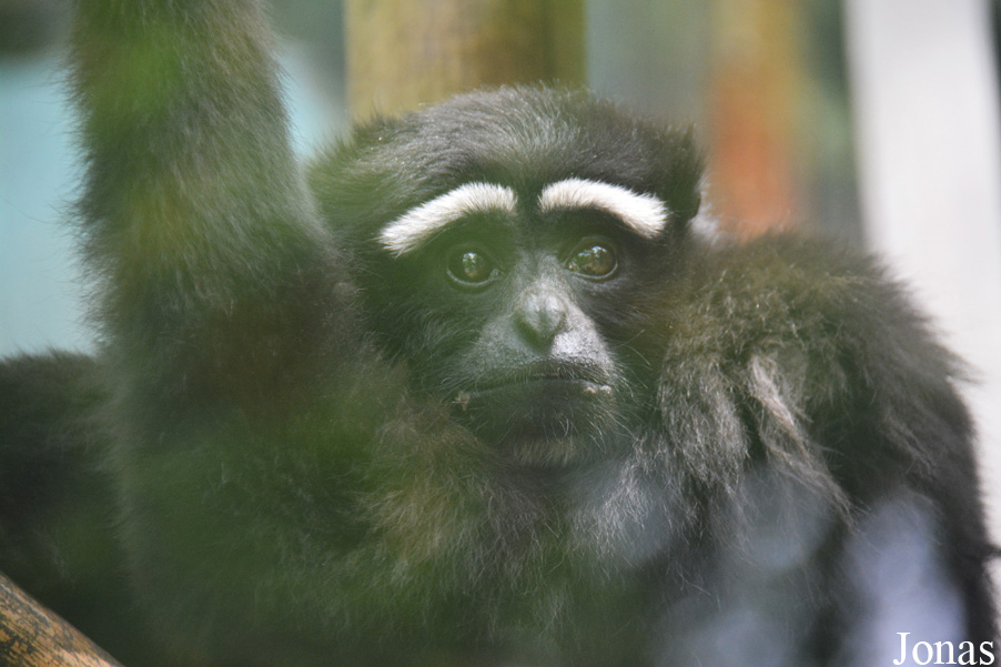 Beijing Zoological Gardens