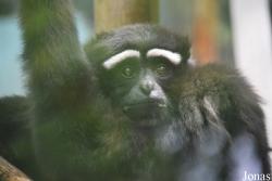Beijing Zoological Gardens