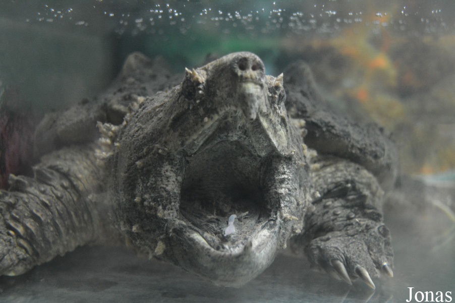 Beijing Zoological Gardens
