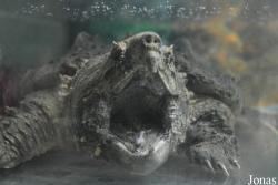Beijing Zoological Gardens