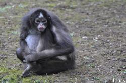 Ateles hybridus