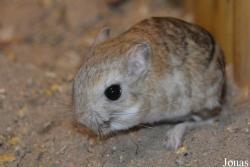 Dipus sagitta