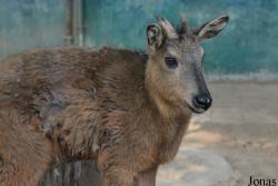 Beijing Zoological Gardens