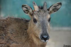 Beijing Zoological Gardens