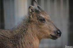Beijing Zoological Gardens