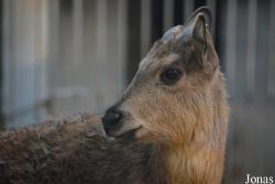 Beijing Zoological Gardens