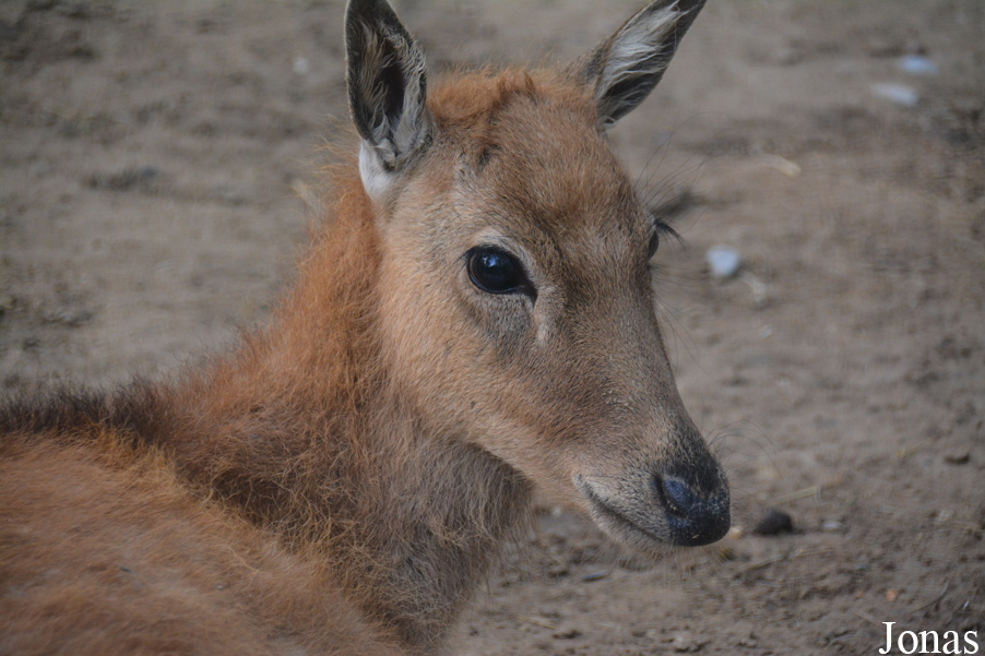 Beijing Zoological Gardens