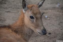Beijing Zoological Gardens