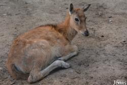 Beijing Zoological Gardens