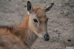 Beijing Zoological Gardens