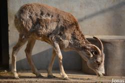 Beijing Zoological Gardens