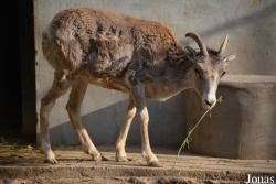 Beijing Zoological Gardens