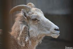 Beijing Zoological Gardens