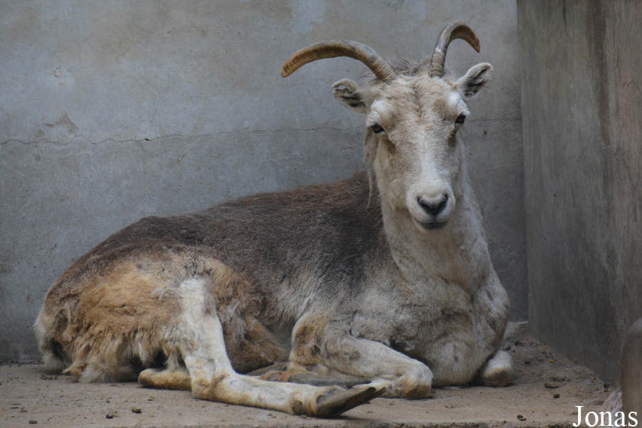Beijing Zoological Gardens