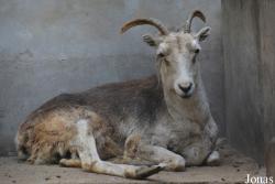 Beijing Zoological Gardens