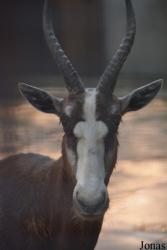 Beijing Zoological Gardens