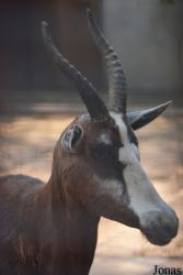 Beijing Zoological Gardens