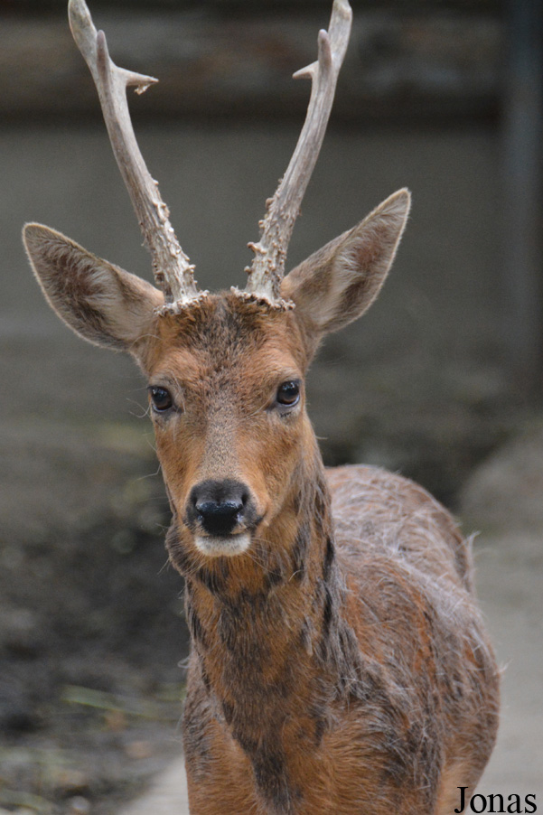 Beijing Zoological Gardens