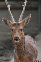 Beijing Zoological Gardens