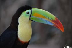 Ramphastos sulfuratus