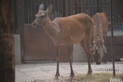 Beijing Zoological Gardens