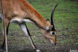 Zoo d'Amiens