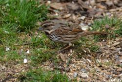 Pooecetes gramineus gramineus