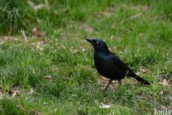 Quiscalus quiscula