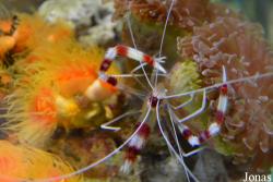 Stenopodidae