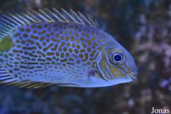 Siganus guttatus