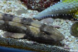 Chiloscyllium plagiosum