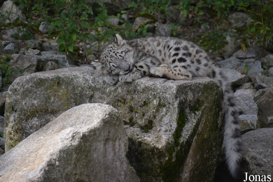 Zoologischer Stadtgarten Karlsruhe