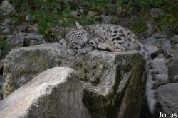 Zoologischer Stadtgarten Karlsruhe
