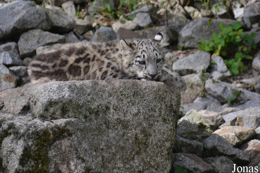 Zoologischer Stadtgarten Karlsruhe