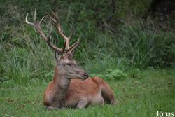 Wildgehege an der Solitude