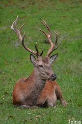 Wildgehege an der Solitude