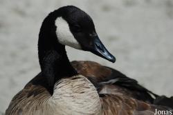 Branta canadensis