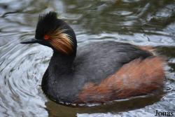 Podiceps nigricollis