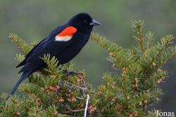 Agelaius phoeniceus