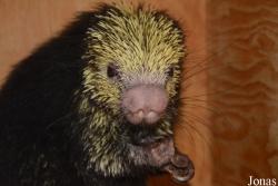 Sphiggurus mexicanus