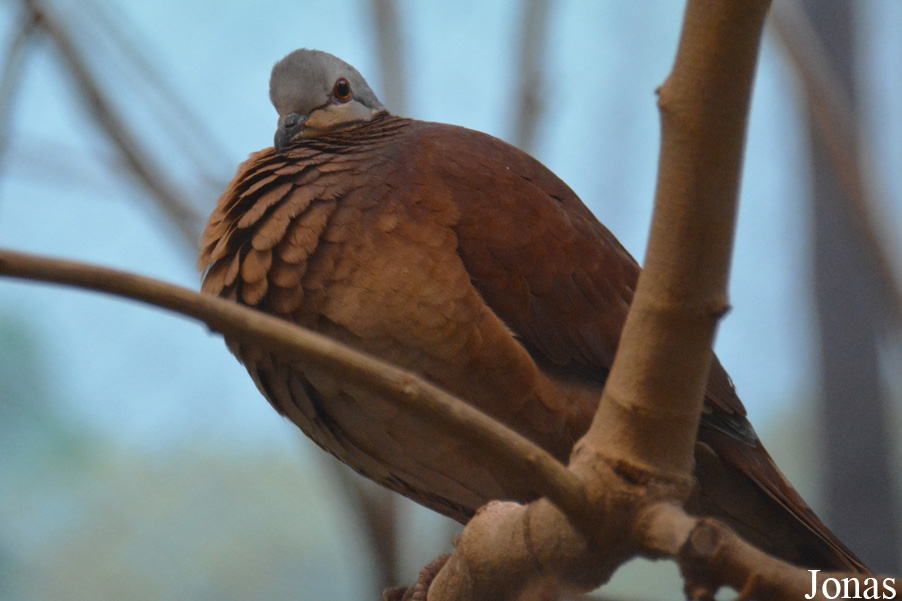 Philadelphia Zoo