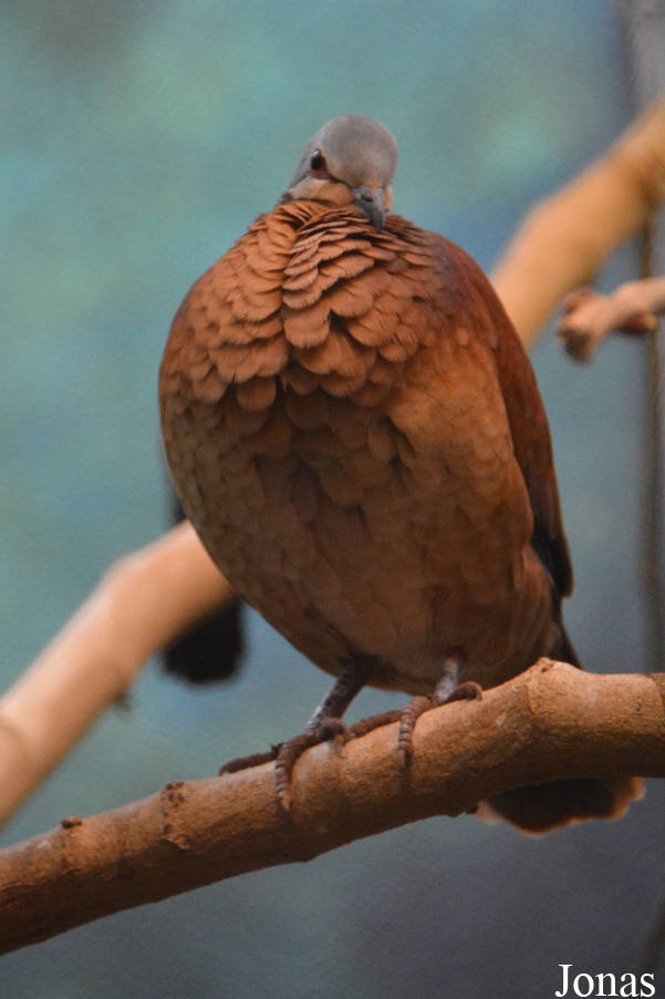 Philadelphia Zoo