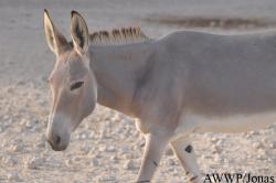 Equus africanus somalicus