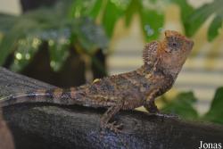 Gonocephalus chamaeleontinus