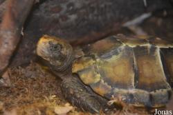 Smithsonian National Zoological Park