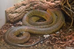 Boiga irregularis